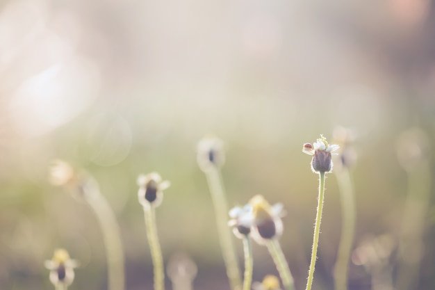 Small wildflowers in soft evening light
