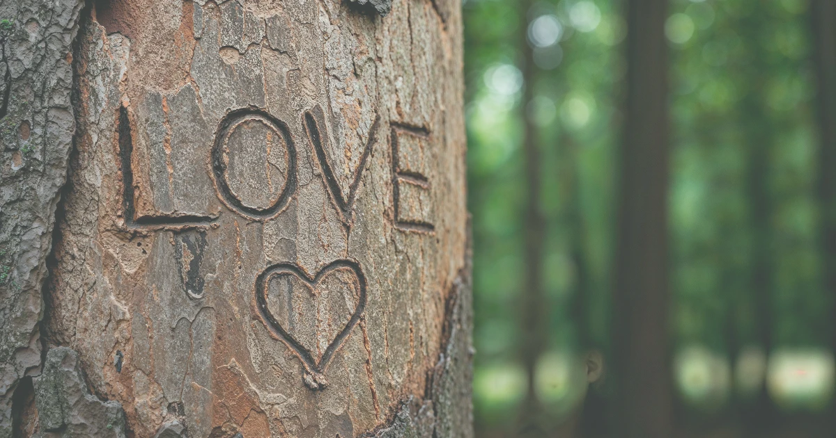 The word love and a heart carved into tree bark