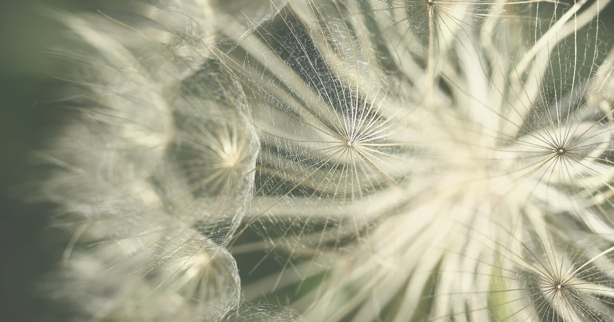 Dandelion seed head close up, soft beige light